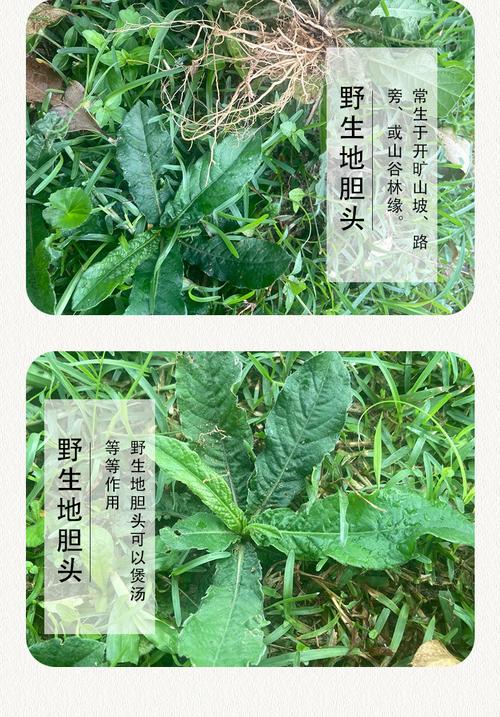 大山新鲜有机地胆头煲汤料红花地斩头草根苦地胆去湿中药材带叶