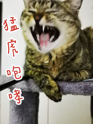 93:你觉得我这猛虎咆哮咋样!_狸花猫_我的狸花猫_宠物_猫