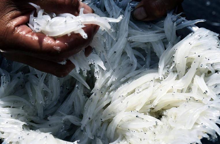 大银鱼的功与过被移植到全国21省如今却上黑名单