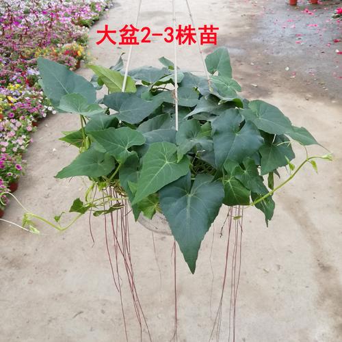 锦屏吊兰盆栽爬藤室外植物花卉室内攀爬四季绿植