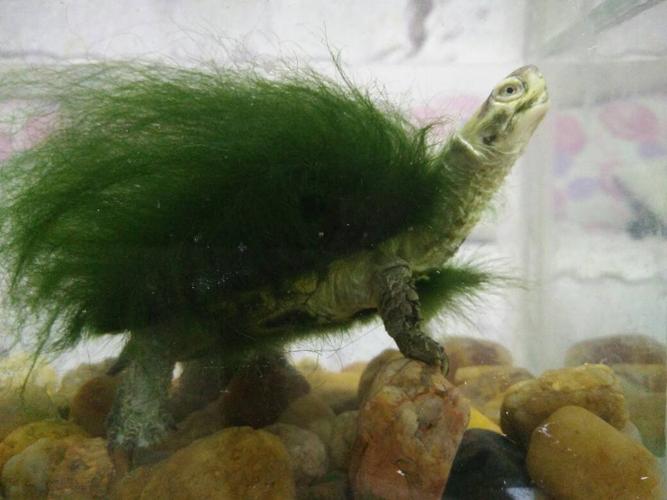 为什么绿毛龟身上会长绿毛?