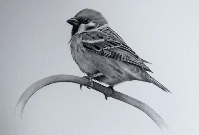 素描临摹素材鸟