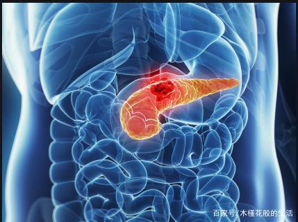 胰腺位置