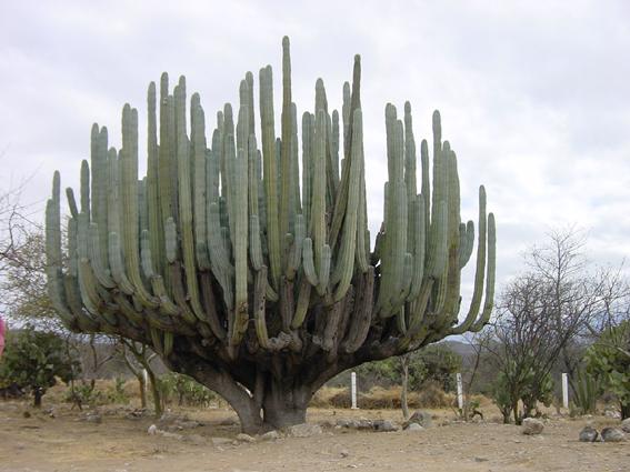 世界上最大的仙人掌图片大全