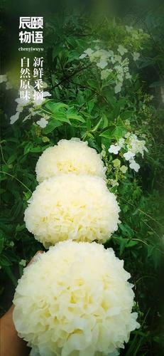 你吃过新鲜银耳吗