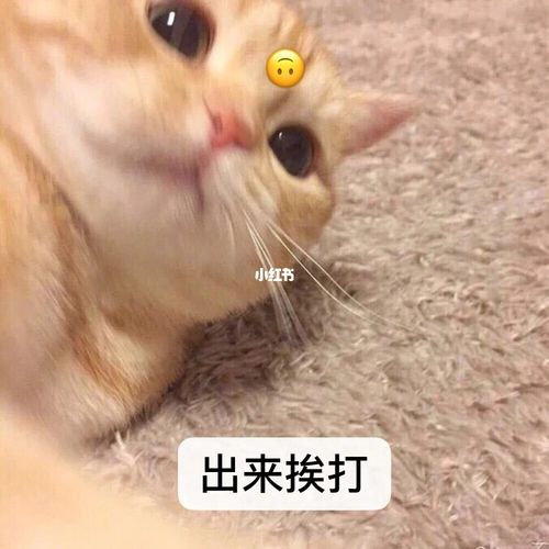 毛毛的表情包_表情包_表情包分享_素材_表情包