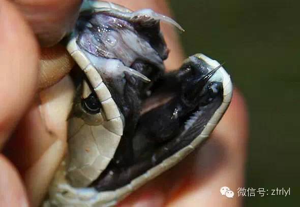 黑曼巴蛇的牙齿