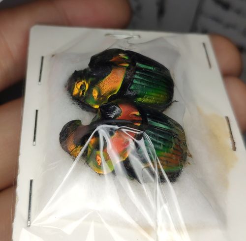 选取一对彩虹帝王蜣螂,先在温水里进行还软,再泡几分钟酒精.