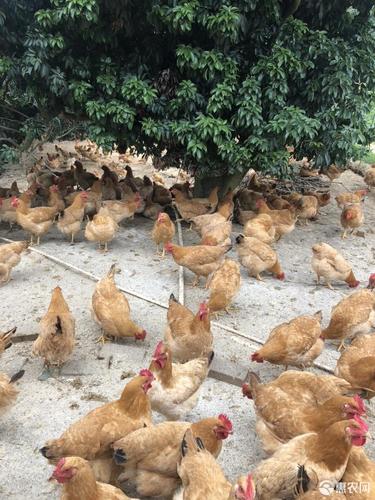 杂交鸡 果园优质土鸡,2鸡项,质量保证,140天,5斤左右