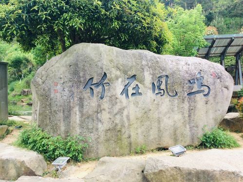 安吉鲁家村和凤凰山2019年4月20日