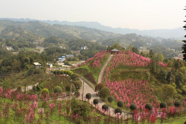 巴南区南彭街道水竹村松林岗社花生基. 哈哈! 走马观花