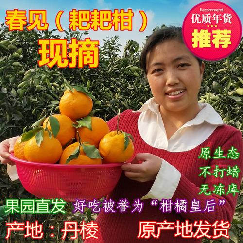四川丹棱特产现摘春见丑橘耙耙柑非不知火柑孕妇新鲜水果10斤包邮