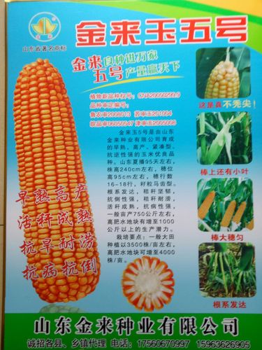 高产玉米品种