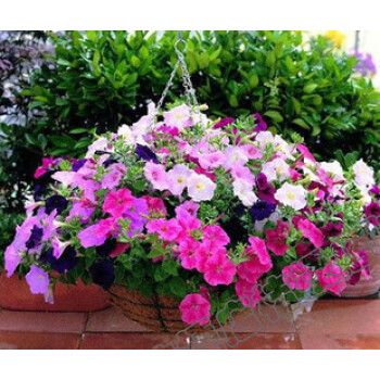 mobao 矮牵牛 混色垂吊盆栽阳台室内矮牵牛花种子太阳