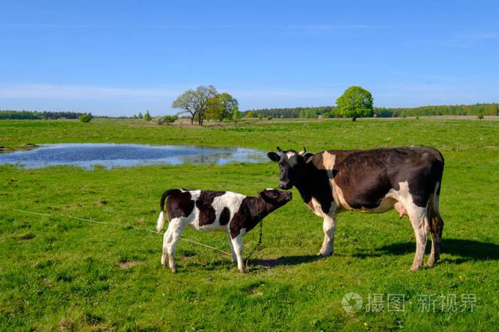夏天, 牛和小牛在草地上吃草