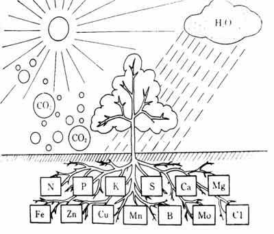植物的光合作用简笔画