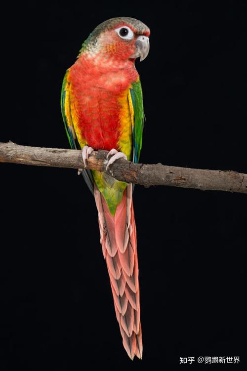 绿颊锥尾鹦鹉小太阳鹦鹉