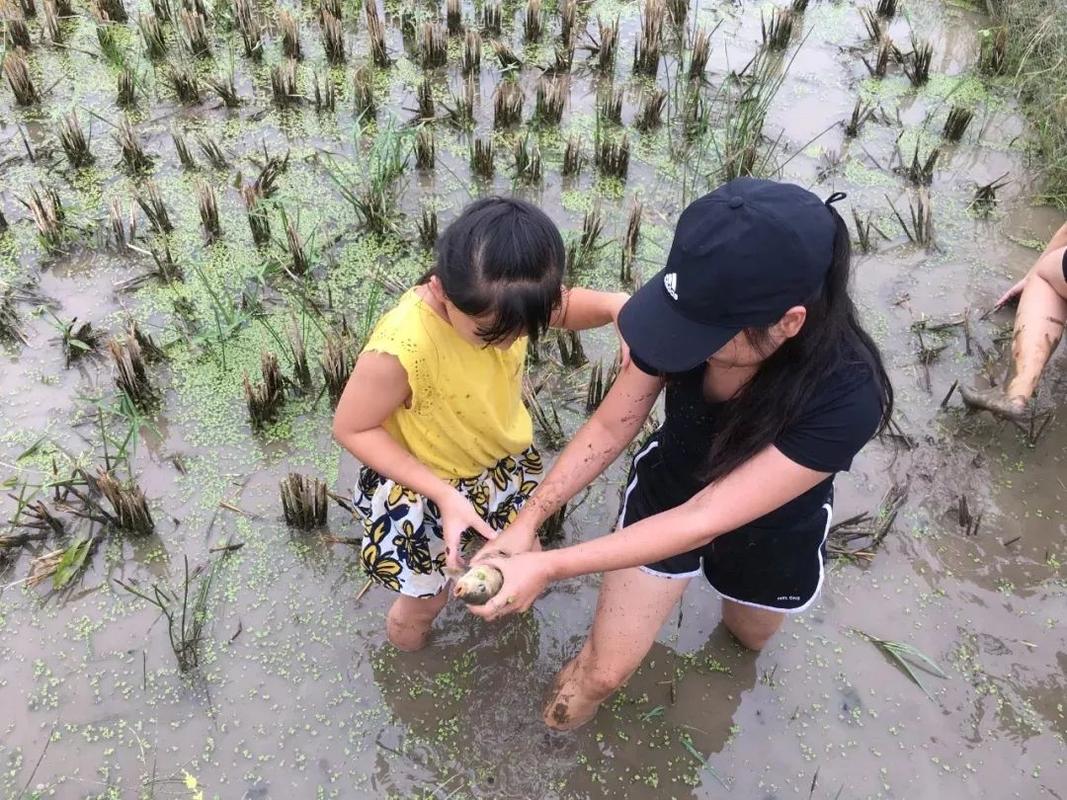 西吴村稻鱼节9月20日启幕,带着老婆孩子去下田捉鱼,亲近自然吧!