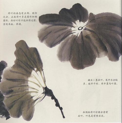 国画荷花荷叶的画法(色画法)
