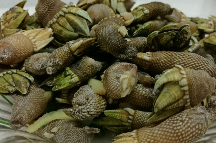 佛手螺是动物还是植物 佛手螺是什么东西