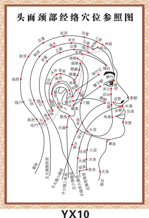 yx10 头面颈部经络穴位参照图 参考示意图 海报贴画图片