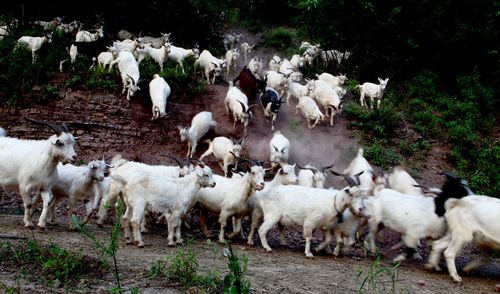 79羊男84鼠女婚配怎么样,79年属羊与84年属鼠是否婚配