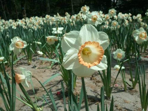 老太偷洋水仙包饺子给孙子吃中毒后求赔偿 网友:警察为啥向着老太太