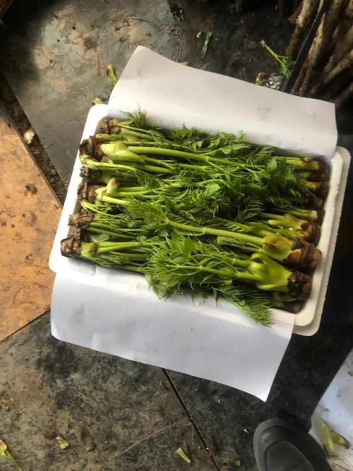 山野菜刺嫩芽