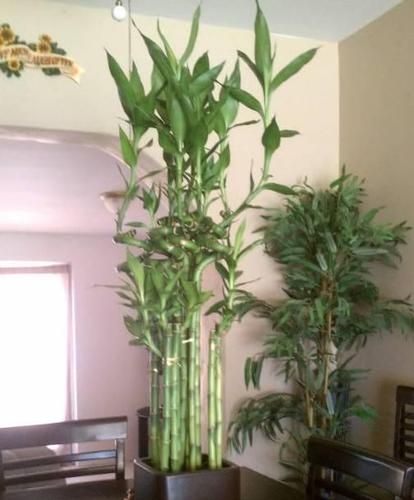 紫富贵竹怎么水养富贵竹在什么环境下能生长