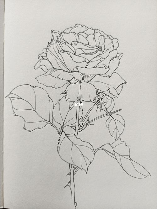 花卉速写-路边大月季花_速写_花卉_人文_绘画