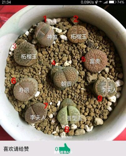 生石花品种汇总,求怒赞(转)