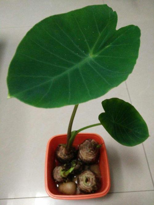 在家养盆芋头,叶子油亮直晃眼,还能拎出满盆小芋头