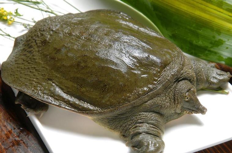 鳖,又名甲鱼,团鱼,圆鱼,脚鱼等,属爬行纲,龟鳖目,鳖科,鳖属,主要生长