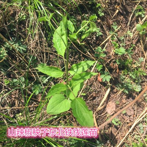山野菜山辣椒秧子东北铁线莲中草药植物威灵仙种子种苗四季易活