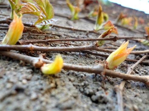 爬山虎的春天——吐芽