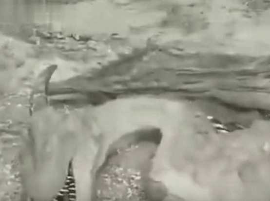 男子钓鱼发现巨型不明生物尸体, 没想到引来了专家纷纷现场勘探