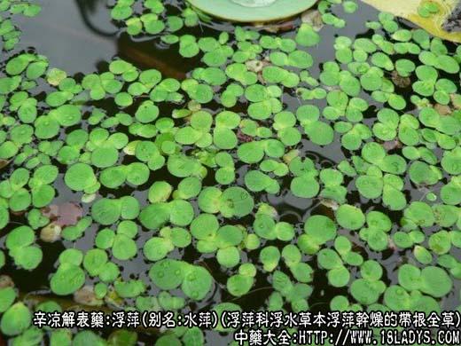 浮萍图片浮萍的功效与作用