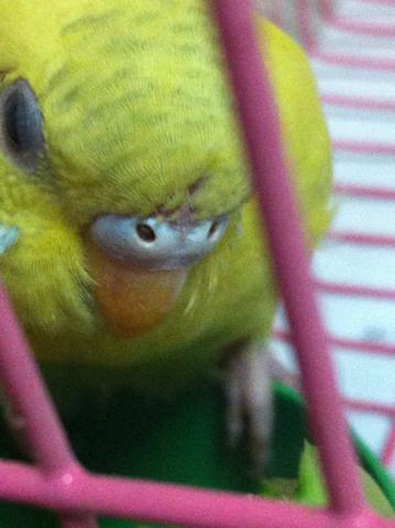 帮忙看看虎皮鹦鹉公母,谢谢