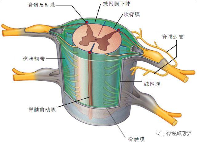 脊神经前支形成的丛计有颈丛,臂丛,腰丛和骶丛.
