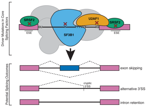 blood relatives: splicing mechanisms underlying erythropoiesis