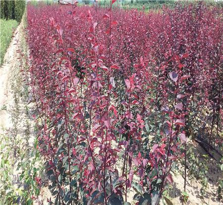 紫叶李小苗 紫叶李树苗 .商品大图