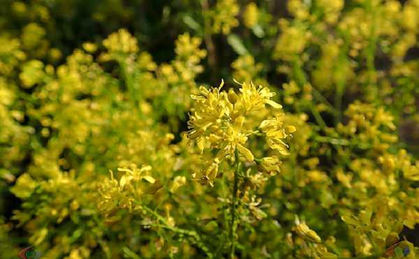 菘蓝(学名:isatis indigotica fortune)是十字花科,菘蓝属二年生草本