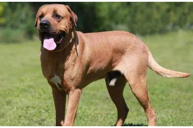 5,法老王猎犬详细介绍:俗话说一獒战三虎,光是看这句话就能想象到藏獒