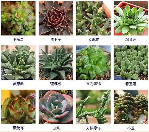 多肉植物名称大全(常见品种) - 爱图小站oi22.com