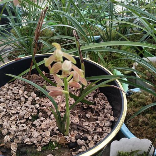 斧头兰花多少钱一苗
