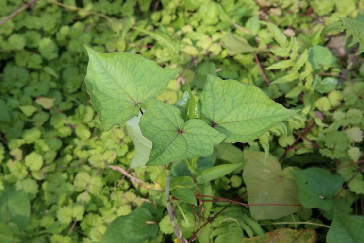 从孙坑到大双坑-------青柿子小分队的寻药之旅