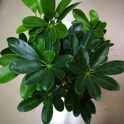 原创养殖鹅掌柴注意这几点保准让其越长越旺