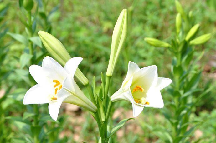 三,铁炮百合 特点强健,耐寒性不佳,繁殖快,花色单一,大多为白色,现在