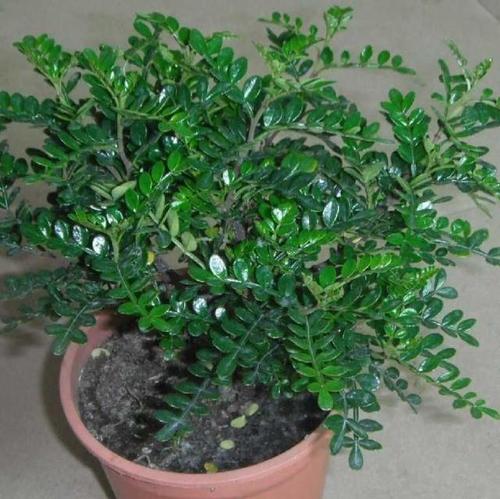 这"3种"香树,家中养上1盆,香奈儿"5号"香水也比不过!