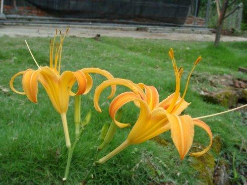 靓靓兰花世界----金针花(休闲篇)